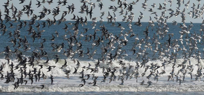 Flock of Sanderlings