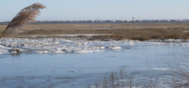 Ice Forms Along Avalon Blvd.