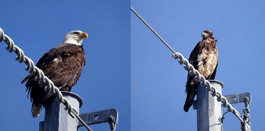 Eagles along Avalon Boulevard