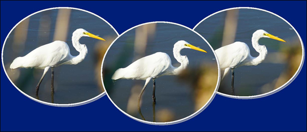 Egret