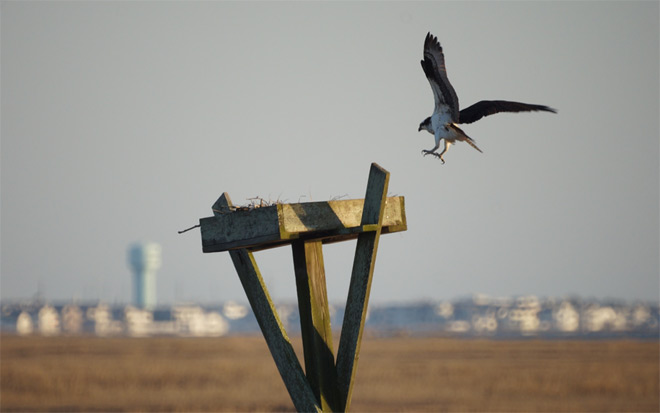 Osprey Nest