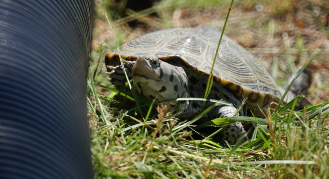 Diamondback Terrapin