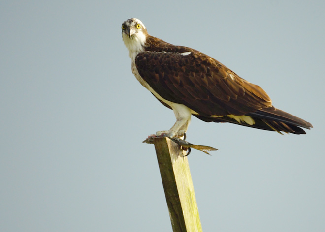 Osprey