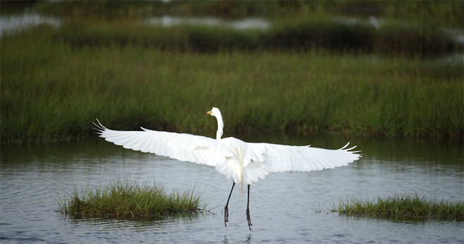 Egret